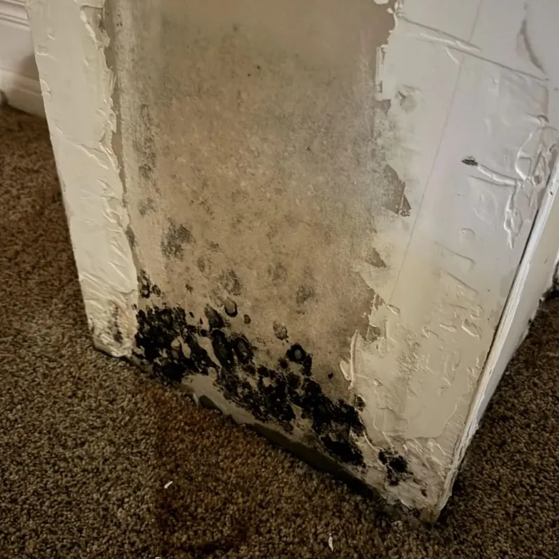 Professional Mold Removal in Saint Jo, TX